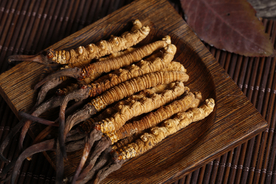 冬虫夏草中药药材图片