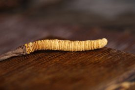 冬虫夏草中药药材图片