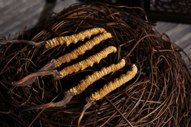 冬虫夏草中药药材图片