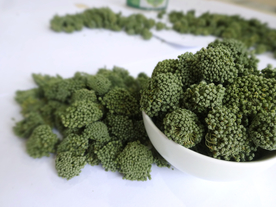 三七中药药材图片