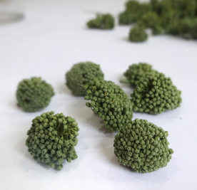 三七中药药材图片