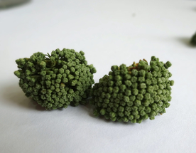 三七中药药材图片