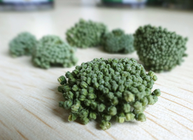 三七中药药材图片