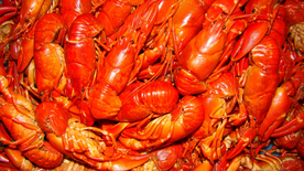 小龙虾大龙虾图片