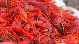 小龙虾大龙虾图片