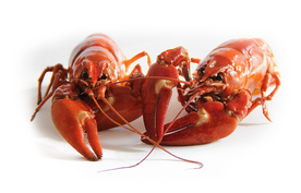 小龙虾大龙虾图片