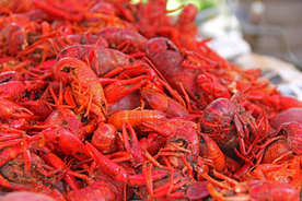 小龙虾大龙虾图片