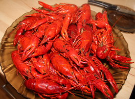 小龙虾大龙虾图片
