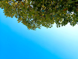 蓝天绿叶