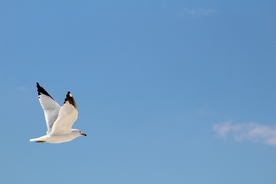 飞鸽空山鸟语图片