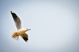 飞鸽空山鸟语图片