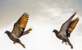 飞鸽空山鸟语图片