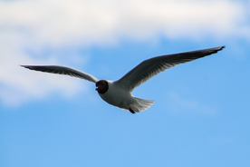 飞鸽空山鸟语图片