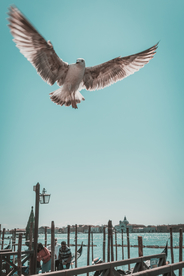 飞鸽空山鸟语图片