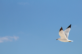 飞鸽空山鸟语图片