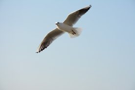 飞鸽空山鸟语图片