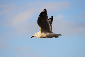 飞鸽空山鸟语图片