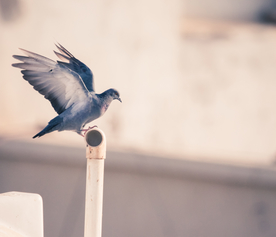飞鸽空山鸟语图片