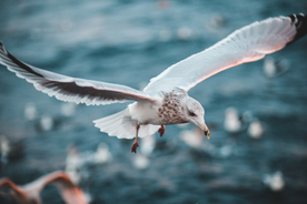 飞鸽空山鸟语图片