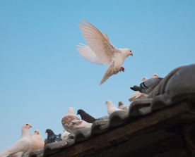 飞鸽空山鸟语图片
