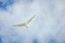 飞鸽空山鸟语图片
