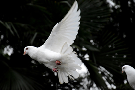 飞鸽空山鸟语图片