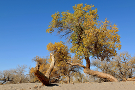 胡杨树胡杨林图片