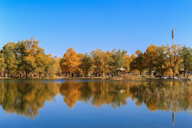 胡杨树胡杨林图片