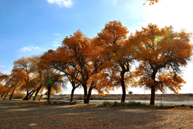 胡杨树胡杨林图片