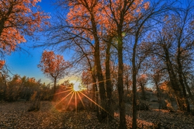 胡杨树胡杨林图片