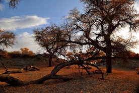 胡杨树胡杨林图片