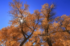 胡杨树胡杨林图片