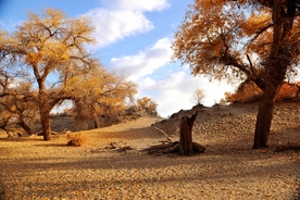 胡杨树胡杨林图片