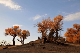 胡杨树胡杨林图片