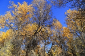 胡杨树胡杨林图片