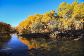 胡杨树胡杨林图片