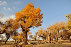 胡杨树胡杨林图片