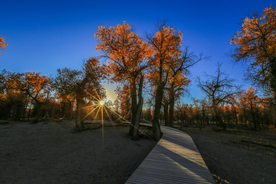 胡杨树胡杨林图片