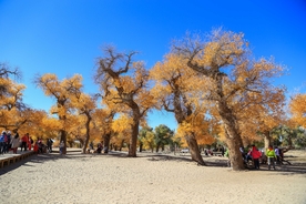 胡杨树胡杨林图片