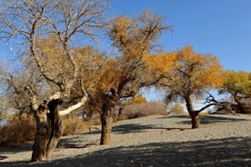 胡杨树胡杨林图片