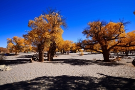 胡杨树胡杨林图片