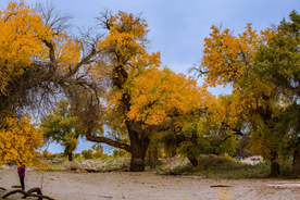 胡杨树胡杨林图片