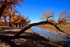 胡杨树胡杨林图片