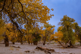 胡杨树胡杨林图片