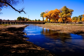 胡杨树胡杨林图片