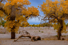 胡杨树胡杨林图片