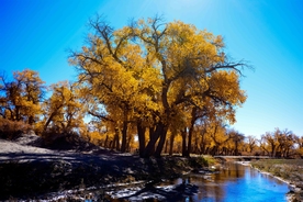 胡杨树胡杨林图片