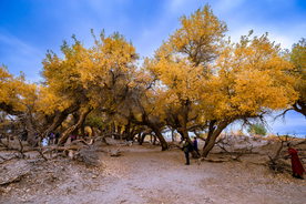 胡杨树胡杨林图片