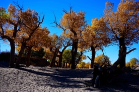 胡杨树胡杨林图片