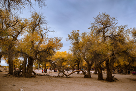 胡杨树胡杨林图片